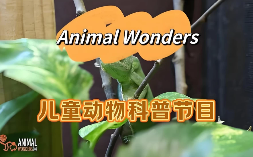 油管热门英文儿童动物科普节目《动物奇观 Animal Wonders》